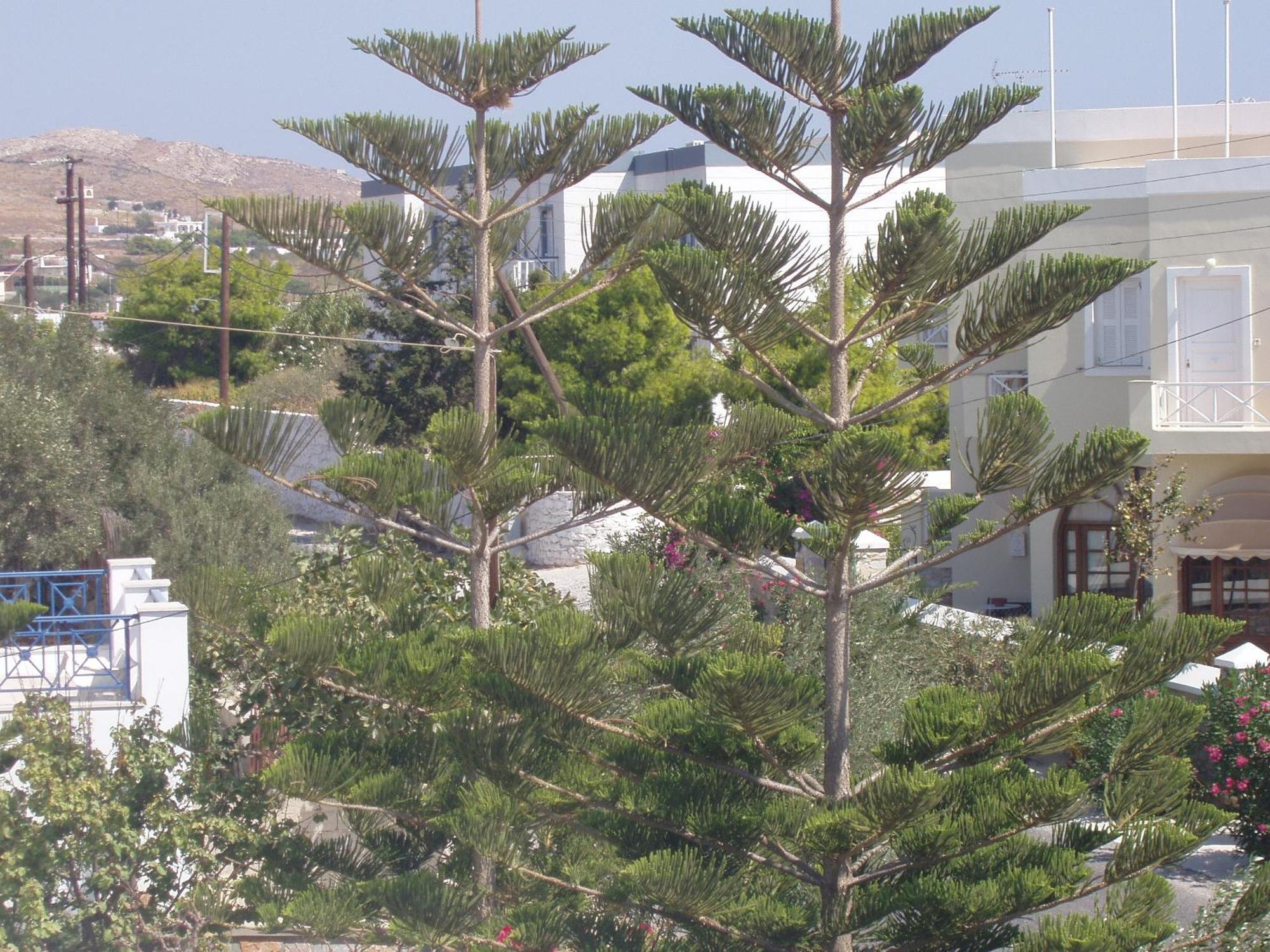 Manos Apartments Mégas Yialós-Nítes Exteriör bild